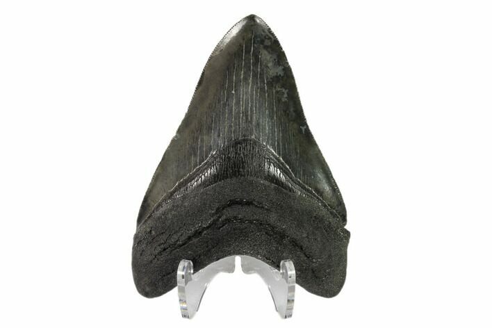 Serrated, Fossil Megalodon Tooth - South Carolina #149827